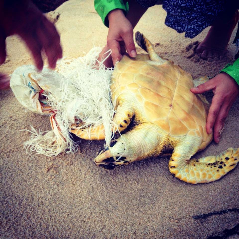 Turtle rescued at the Sunset Beach